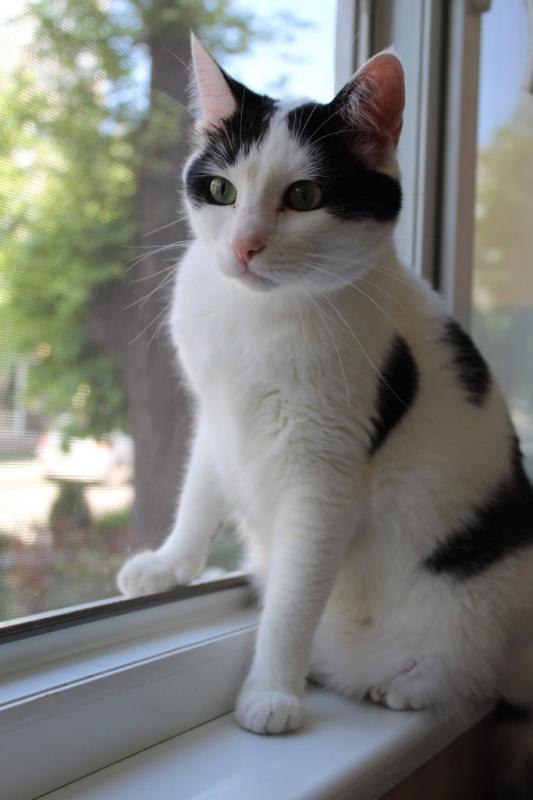 Анатолийская кошка черно-белового окраса