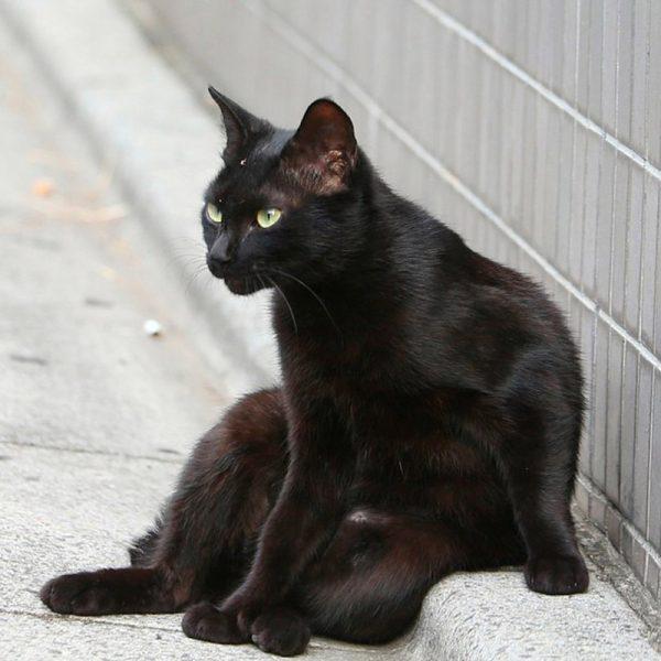 Анатолийская кошка черного окраса