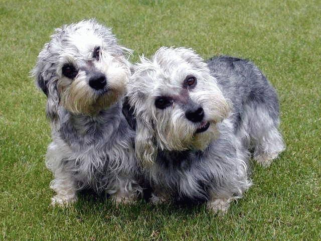 Две собаки породы Денди-динмонт-терьер