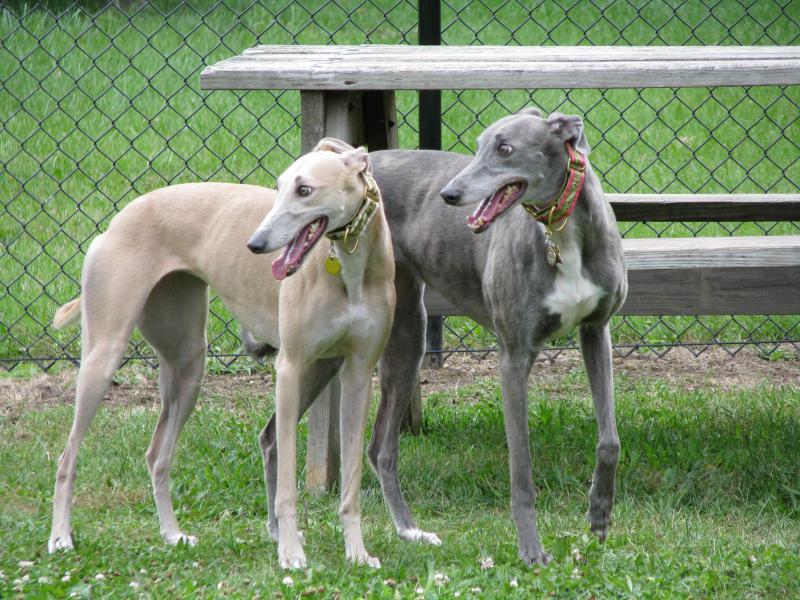 Фотография двух собак породы Грейхаунд (английская борзая)
