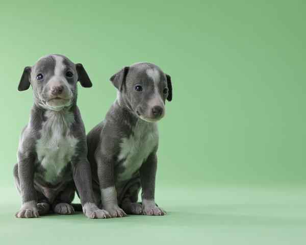 Фотография двух щенков породы Грейхаунд (английская борзая)