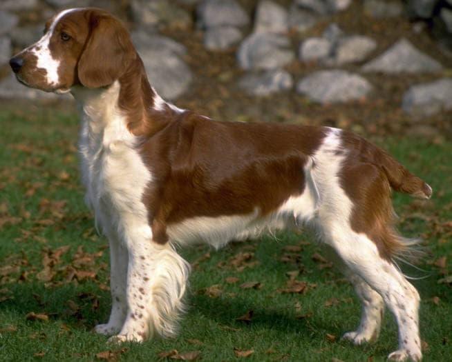 Внешний вид собаки породы Вельш-спрингер-спаниель