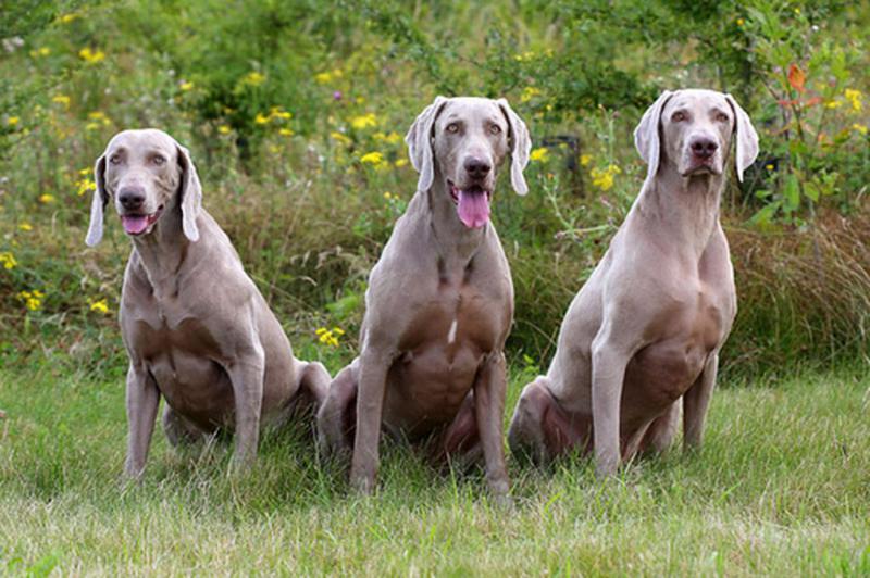 Фотография трех собак породы Веймаранер