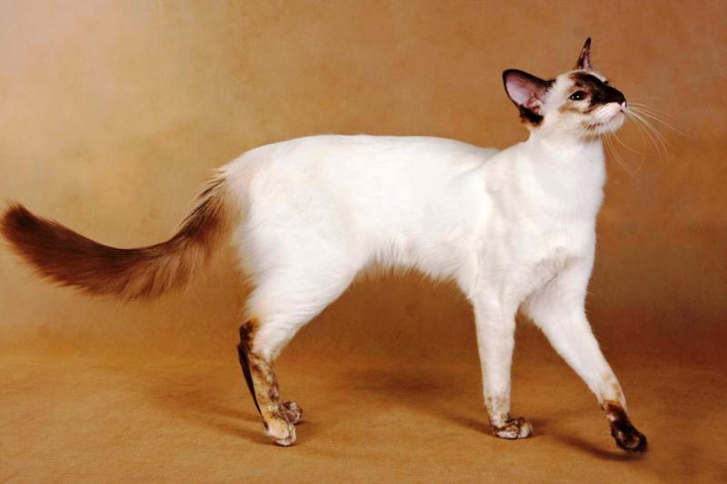 Фотография кошки породы Балийская кошка (Балинезийская кошка)