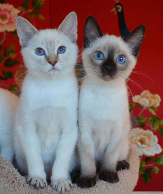 Кошки породы Балинезийская кошка