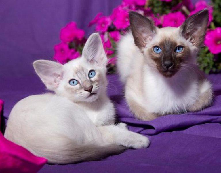 Кошки породы Балийская кошка