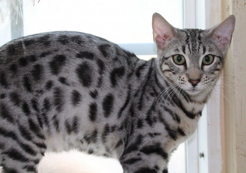 Бенгальская кошка - все о кошке, 5 минусов и 6 плюсов породы