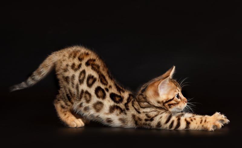 Котенок породы Бенгальская кошка
