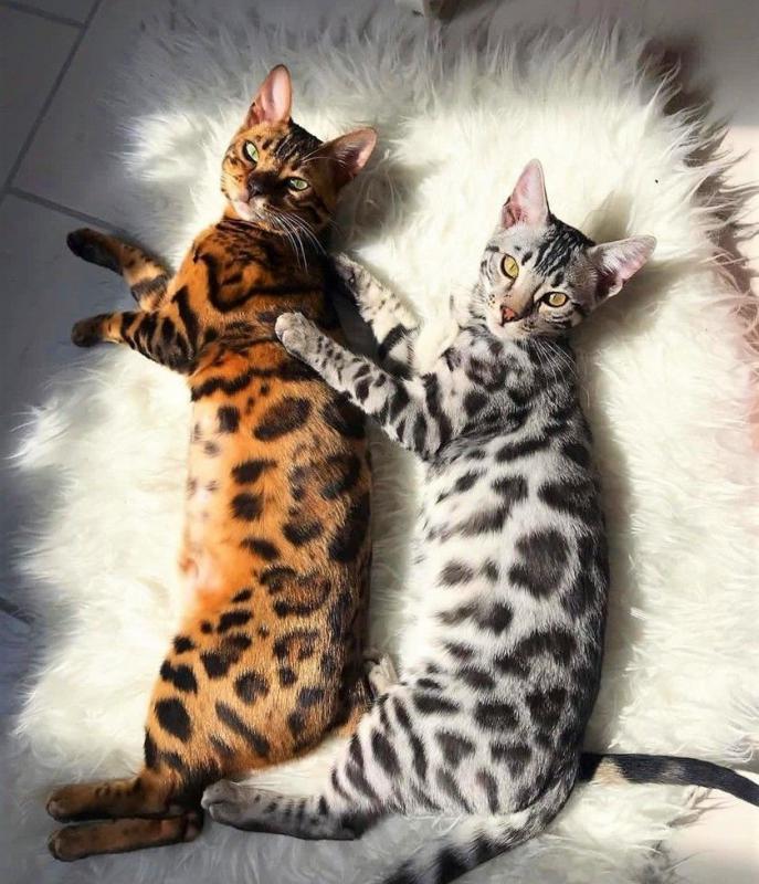 Фотография двух Бенгальских кошек