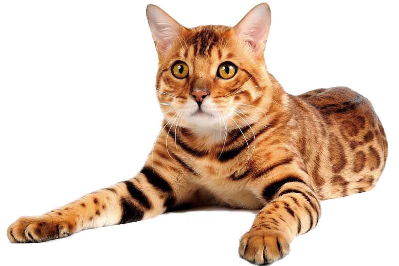 Бенгальская кошка - все о кошке, 5 минусов и 6 плюсов породы