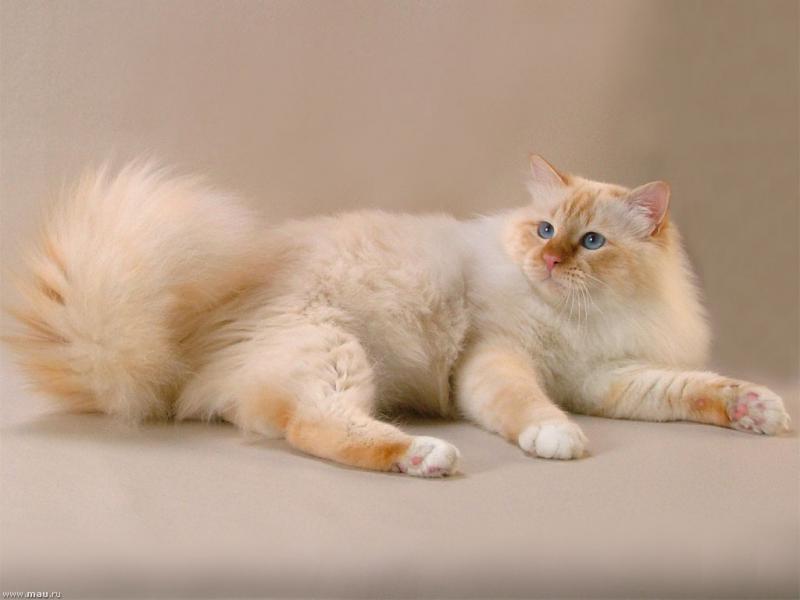 Бирманская кошка - все о кошке, 3 минуса и 8 плюсов породы