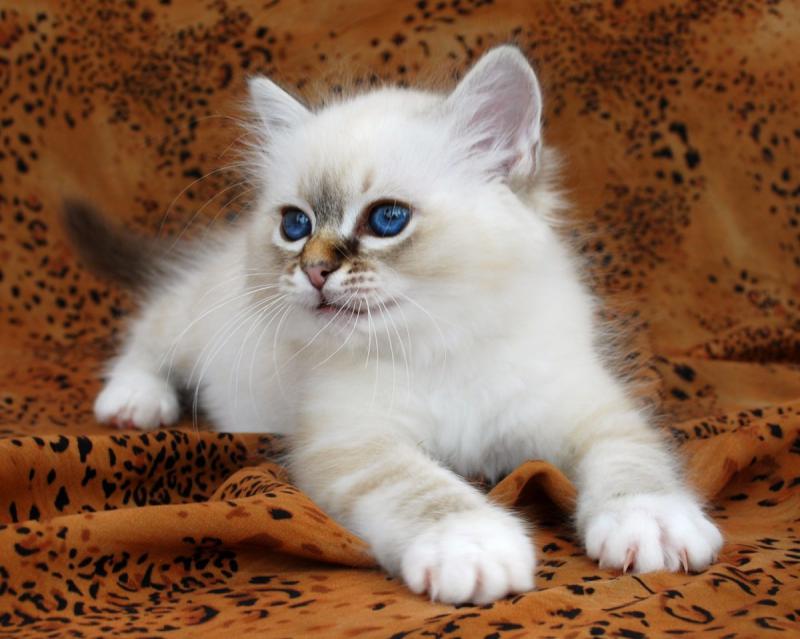 Котенок породы Бирманская кошка