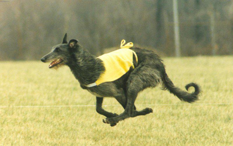 Собака породы Дирхаунд (Шотландская оленья борзая)