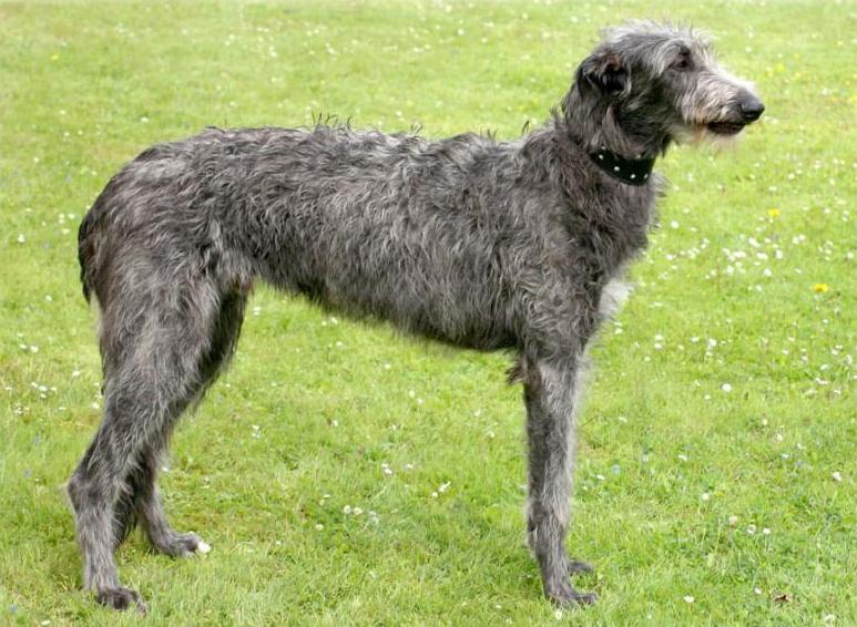 Собака породы Дирхаунд (Шотландская оленья борзая)