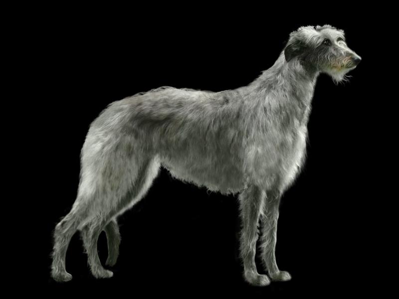 Внешний вид собаки породы Дирхаунд (Шотландская оленья борзая)