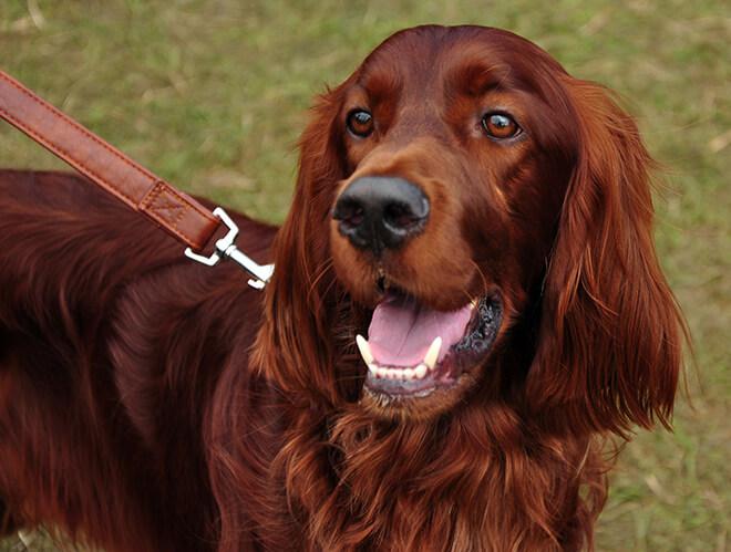 Фото собаки породы Ирландский красный сеттер