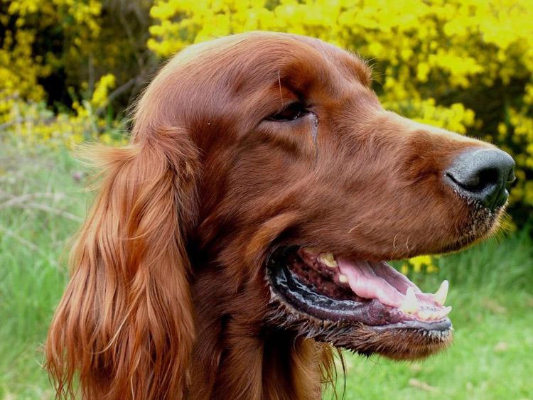 Фотография головы собаки породы Ирландский красный сеттер