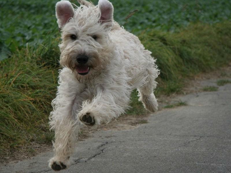 На фото бежит собака породы Ирландский мягкошерстный пшеничный терьер (Уитен-терьер)