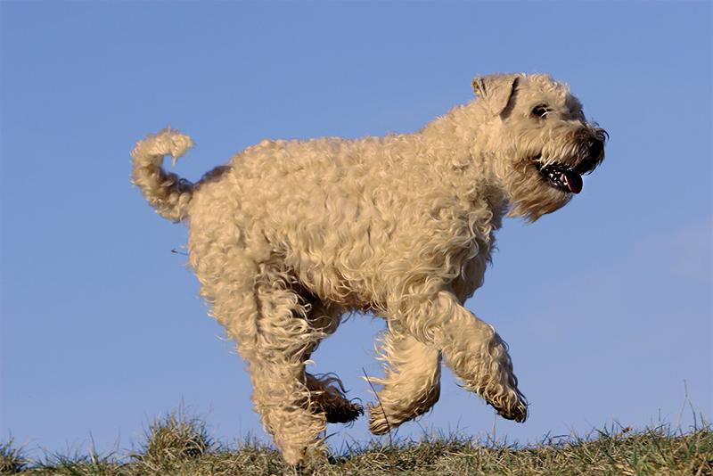 Фото в движении собаки породы Ирландский мягкошерстный пшеничный терьер (Уитен-терьер)