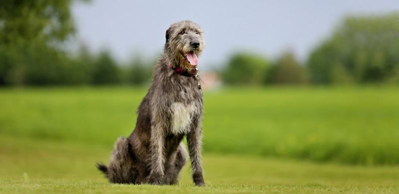 Фотография породы собаки Ирландский волкодав