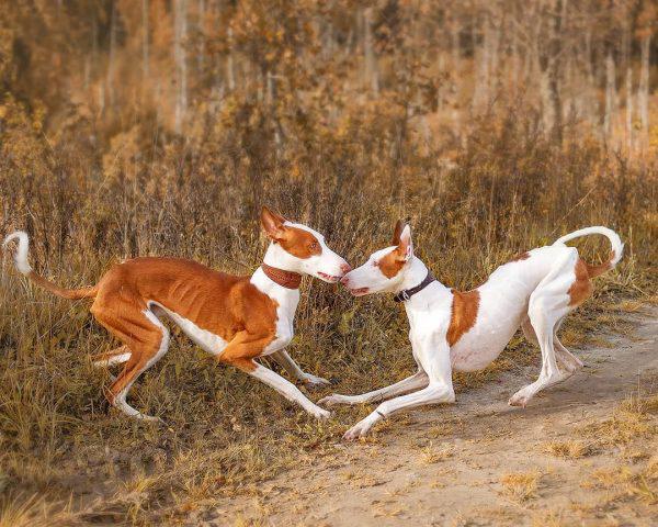 Фотография двух собак породы Ивисская борзая (Поденко ибиценко)