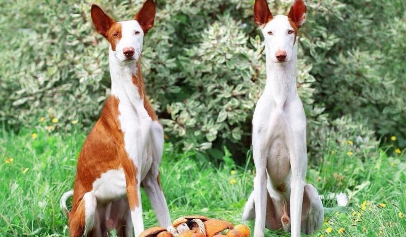 На фотографии две собаки породы Ивисская борзая (Поденко ибиценко)