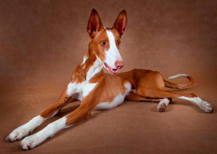 Фотография собаки породы Ивисская борзая (Поденко ибиценко)