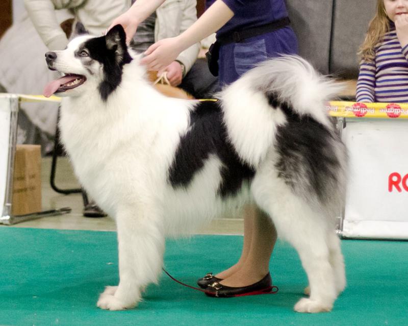 Фотография собаки породы якутская лайка