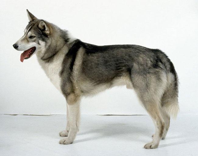 Внешний вид собаки породы Западносибирская лайка