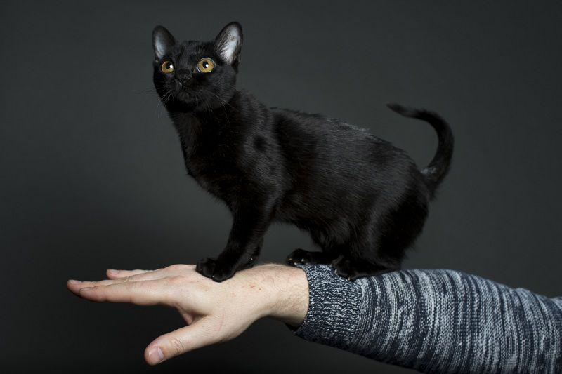 Бомбейская кошка на руке
