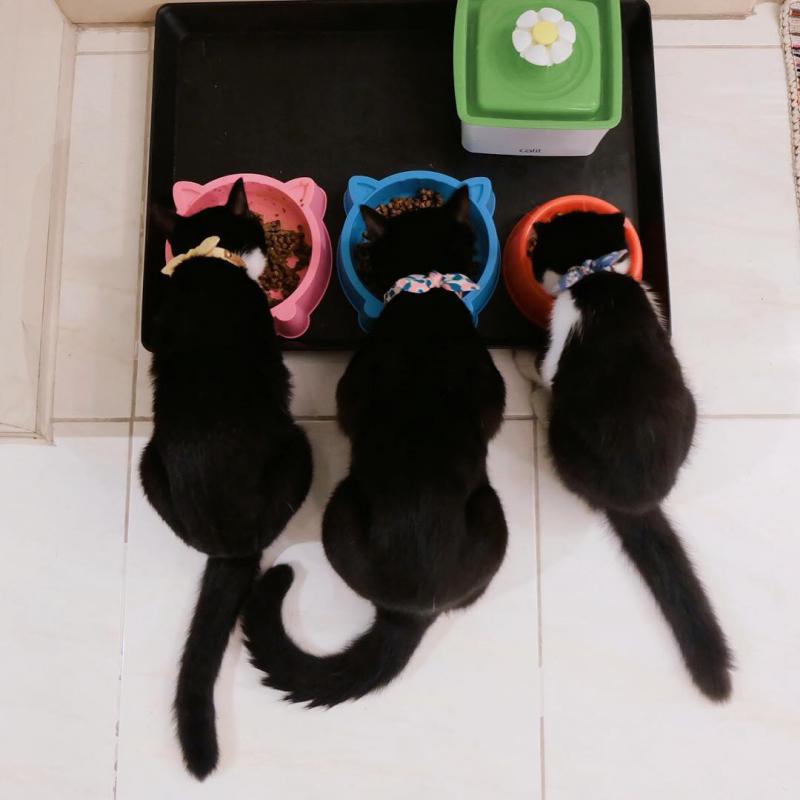 Фотография кошек порды Бомбейская кошка