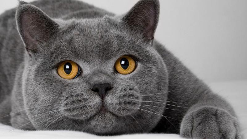 Фотография породы Британская короткошерстная кошка