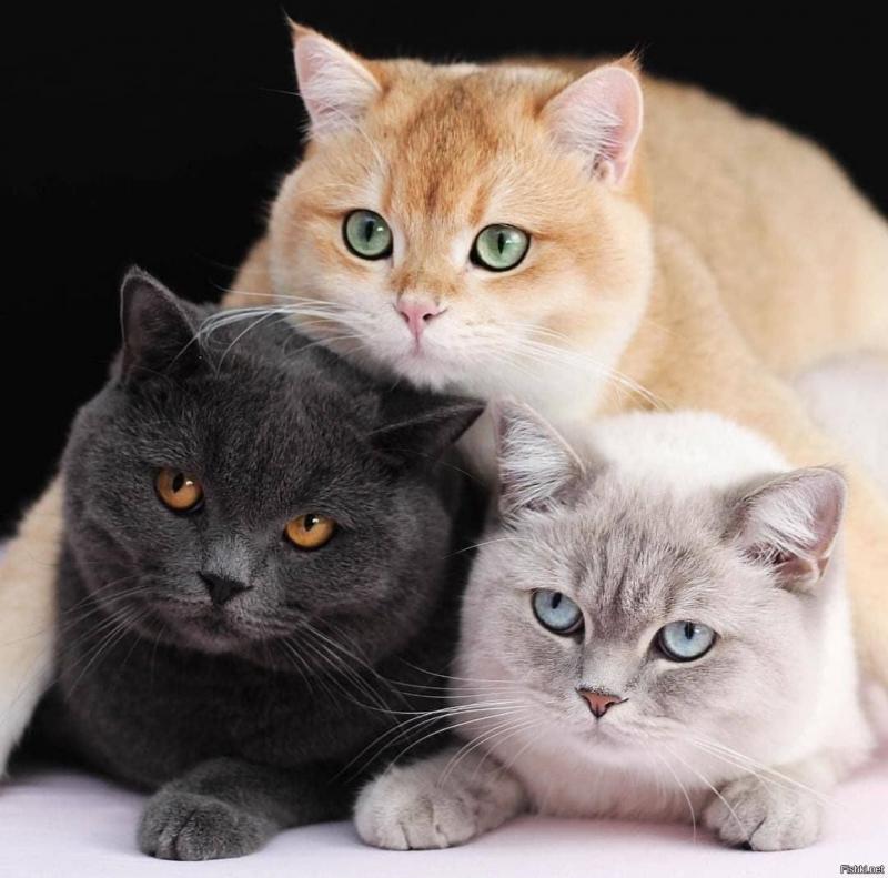 Окрасы кошек породы Британская короткошерстная кошка