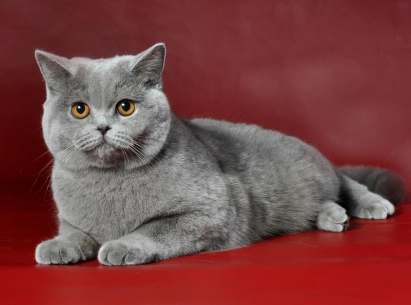 Британская короткошерстная кошка окрас однотонный