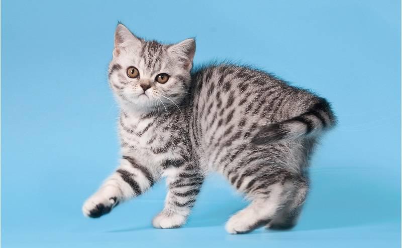 Британская короткошерстная кошка окрас табби