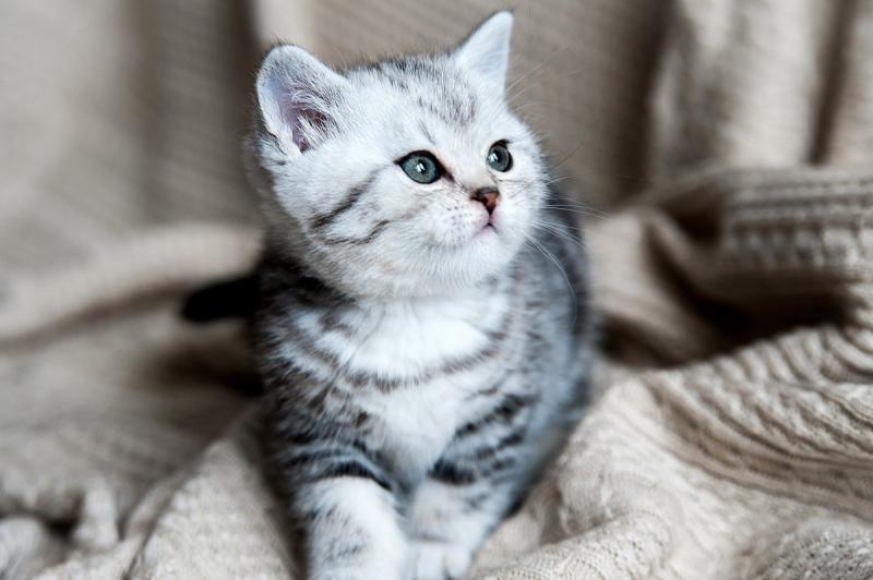 Фотография котенка Британская короткошерстная кошка