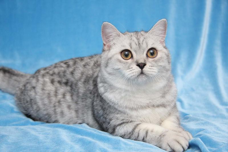 Фотография кошки породы Британская короткошерстная кошка