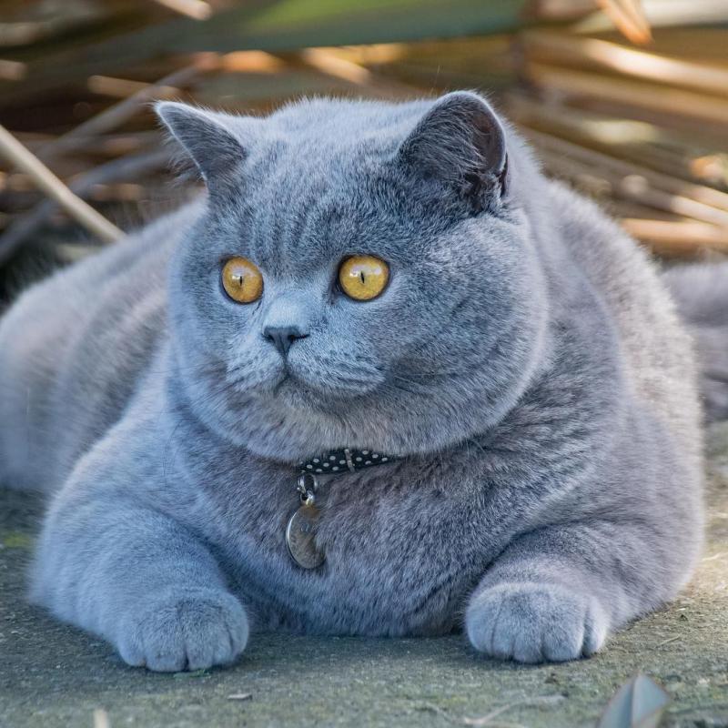 Фото Британская короткошерстная кошка