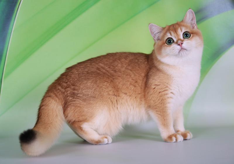 Фото кошки породы Британская короткошерстная кошка