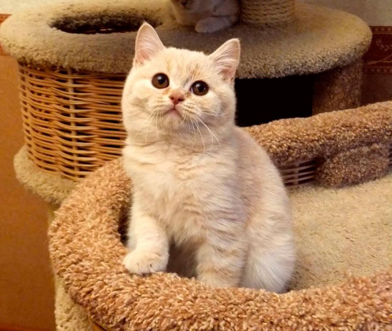 Котенок породы Британская короткошерстная кошка