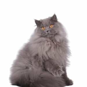 Британская длинношерстная кошка