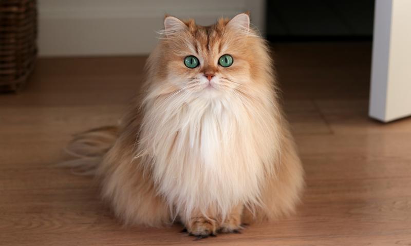 Фото кошки породы Британская длинношерстная кошка