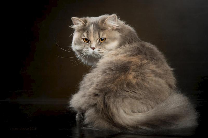 Внешность кошки породы Британская длинношерстная кошка