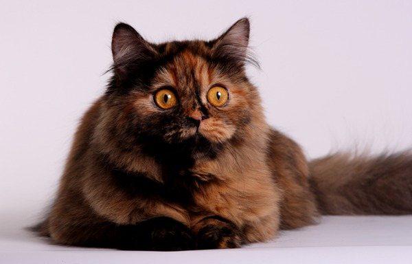 Британская длинношерстная кошка цвет черепаховый