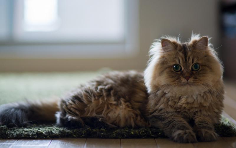 Фото породы Британская длинношерстная кошка