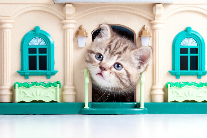 Британская длинношерстная кошка в игрушечном домике