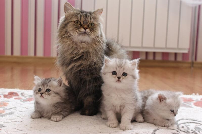 Кошка и котята породы Британская длинношерстная кошка