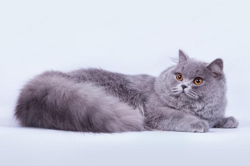 Фото кошки Британская длинношерстная кошка
