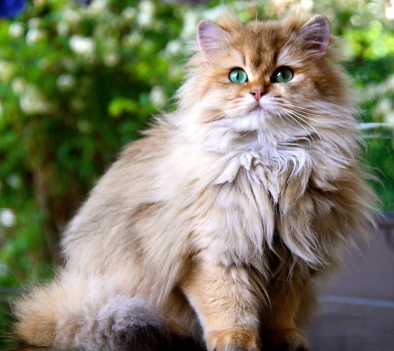 Фоток кошки породы Британская длинношерстная кошка