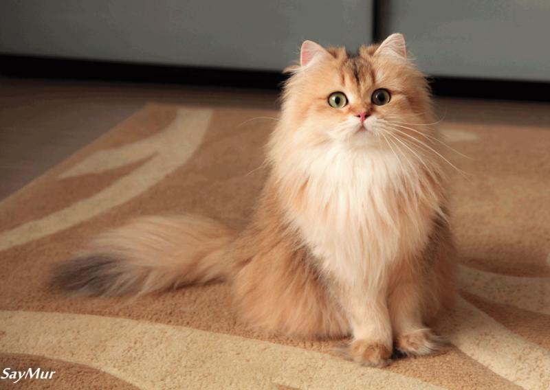Кошка породы Британская длинношерстная кошка